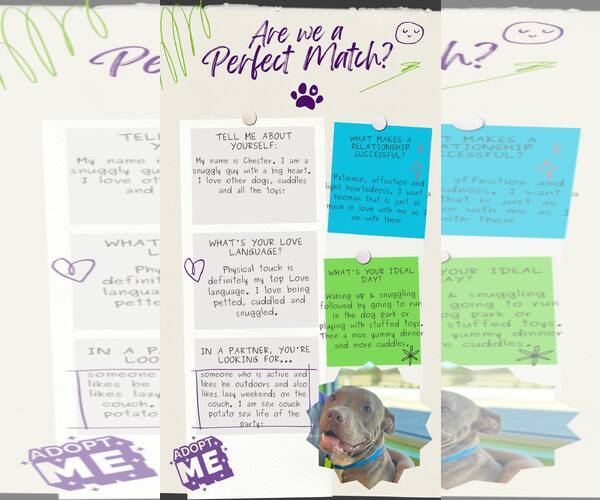 Medium Photo #18 American Staffordshire Terrier Puppy For Sale in Rosenberg, TX, USA