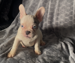 Small #6 French Bulldog