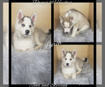 Small Photo #2 Siberian Husky Puppy For Sale in BLOOMFIELD, IN, USA