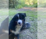 Small #3 Bernese Mountain Dog