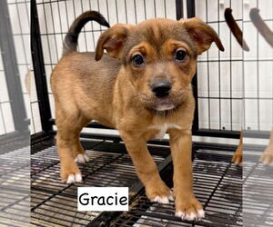 Boxador Dogs for adoption in GILBERTS, IL, USA