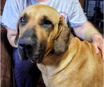 Small #15 Fila Brasileiro