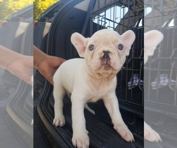 Medium Photo #5 French Bulldog Puppy For Sale in BALDWIN PARK, CA, USA