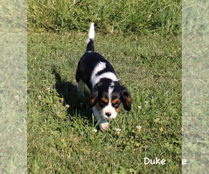 Cavalier King Charles Spaniel Puppy for Sale in WATERLOO, New York USA