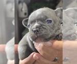 Small #15 French Bulldog