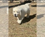 Puppy Purple English Cream Golden Retriever