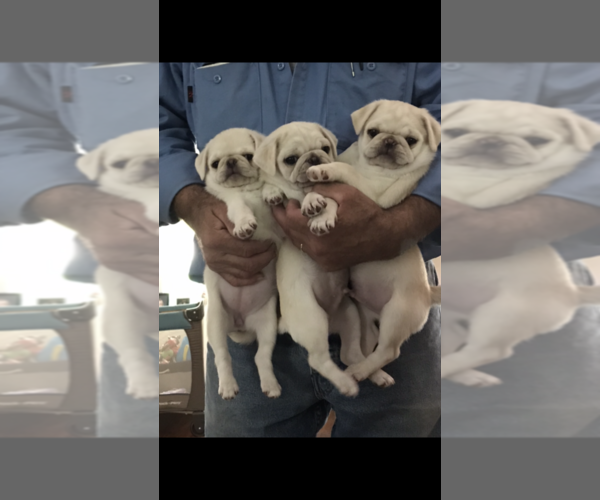 Medium Photo #6 Pug Puppy For Sale in BELPRE, OH, USA