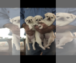 Small Photo #6 Pug Puppy For Sale in BELPRE, OH, USA