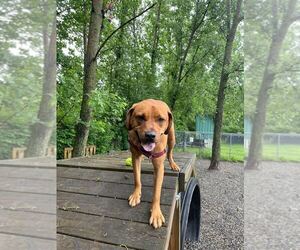 Stetson - Male Mutt Dog for Adoption - Photo #10