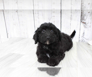 Poovanese Puppy for sale in MARIETTA, GA, USA