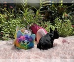 Small #10 French Bulldog