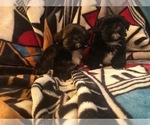 Puppy Quincy Shih Tzu