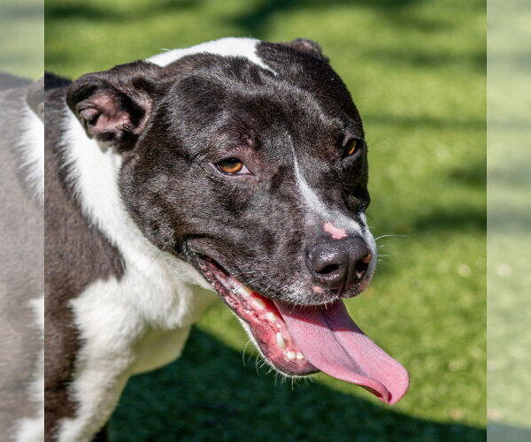 Medium Photo #2 Mutt Puppy For Sale in Hilton Head, SC, USA