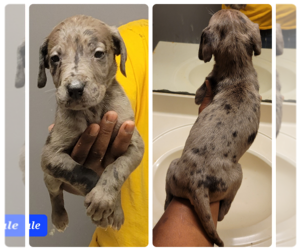 Medium Photo #5 Great Dane Puppy For Sale in MARIETTA, GA, USA