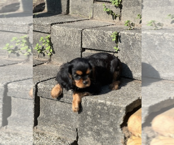 Medium Photo #3 Cavalier King Charles Spaniel Puppy For Sale in NILES, MI, USA