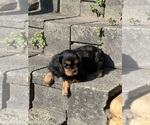 Small #2 Cavalier King Charles Spaniel