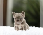 Small #6 French Bulldog