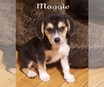 Small Photo #2 Beagle-Pomsky Mix Puppy For Sale in BELLE CENTER, OH, USA