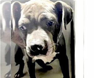 Mutt Dogs for adoption in Houston, TX, USA