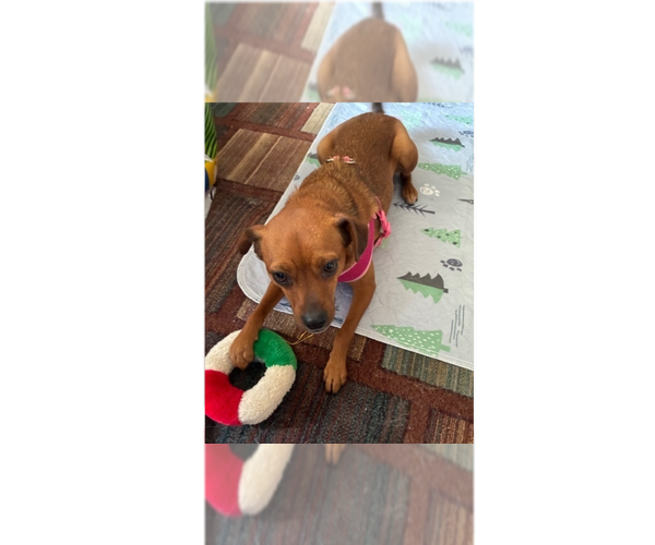 Medium Photo #9 Chipin Puppy For Sale in Greenbelt, MD, USA