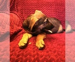 Small Photo #4 American Pit Bull Terrier-German Shepherd Dog Mix Puppy For Sale in ESSEX, MD, USA