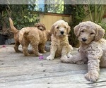 Small Photo #18 Goldendoodle Puppy For Sale in CASTRO VALLEY, CA, USA