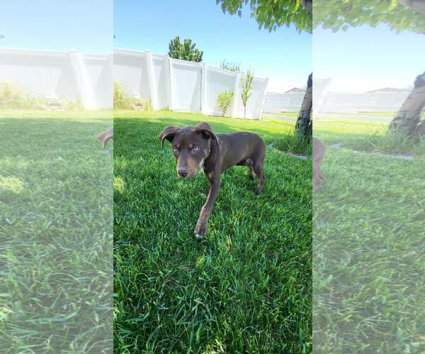 Medium Photo #3 Mutt Puppy For Sale in Sandy, UT, USA