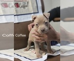 Small Photo #4 American Pit Bull Terrier Puppy For Sale in BELLEFONTAINE, OH, USA