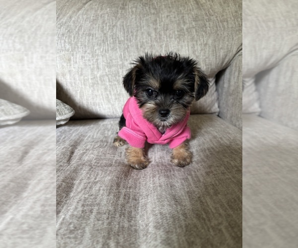 Medium Photo #1 Shorkie Tzu Puppy For Sale in VIRGINIA BEACH, VA, USA