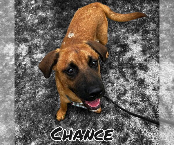 Medium Photo #2 Mutt Puppy For Sale in Canton, CT, USA