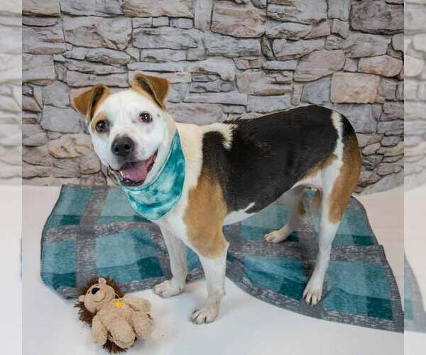 Medium Photo #5 Bulldog-Unknown Mix Puppy For Sale in Kennesaw, GA, USA