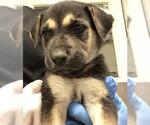 Small American Pit Bull Terrier-Labrador Retriever Mix