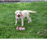 Small #2 Labrador Retriever