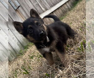 German Shepherd Dog Mix Dog for Adoption in The Woodlands, Texas USA