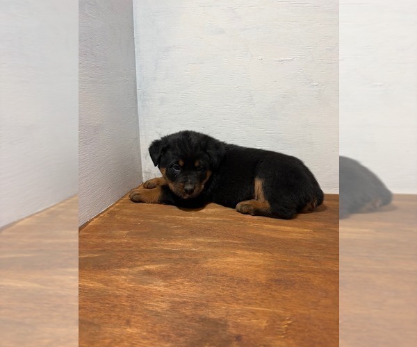 Medium Photo #4 Bernese Mountain Dog-Rottweiler Mix Puppy For Sale in SHEFFIELD, IL, USA