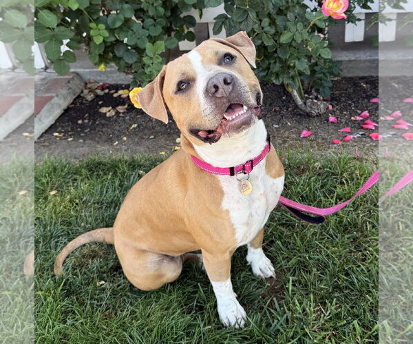 Medium Photo #7 American Pit Bull Terrier Puppy For Sale in San Jose, CA, USA