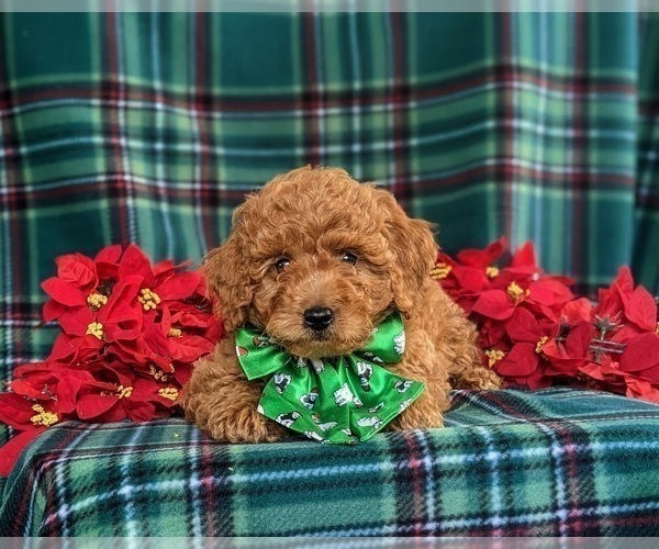 Medium Photo #5 Miniature Labradoodle Puppy For Sale in KINZERS, PA, USA