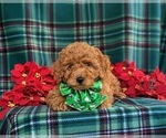 Small Photo #5 Miniature Labradoodle Puppy For Sale in KINZERS, PA, USA
