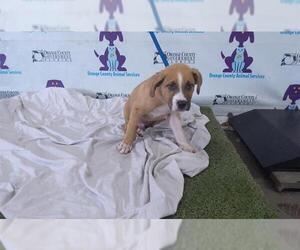 Medium American Staffordshire Terrier Mix