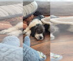 Small #4 Beagle-Cockapoo Mix