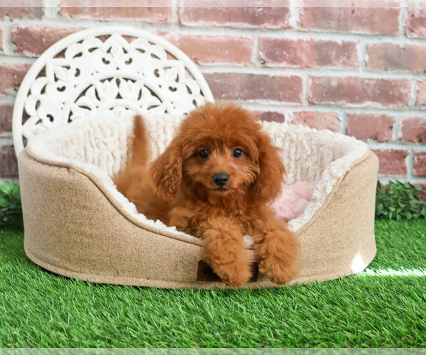 Medium Photo #12 Cavapoo (Miniature) Puppy For Sale in SYRACUSE, IN, USA
