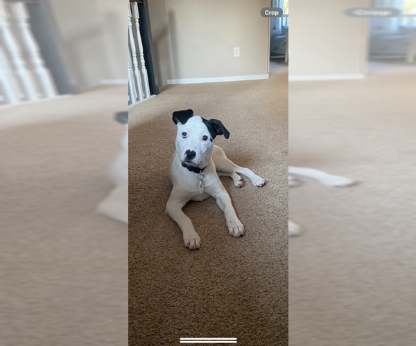 Medium Photo #8 Mutt Puppy For Sale in Princeton, MN, USA