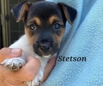 Puppy Puppy 5Stetson Jack Russell Terrier