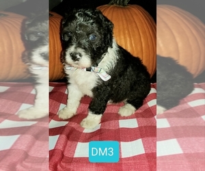 Aussiedoodle Puppy for sale in BROOKSVILLE, FL, USA