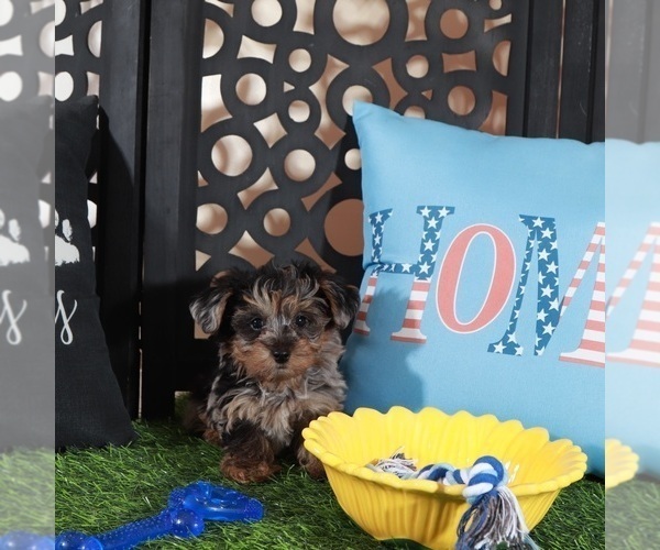 Medium Photo #2 Yorkipoo Puppy For Sale in MOUNT VERNON, OH, USA