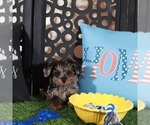 Small #1 Yorkipoo