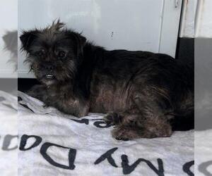 Brussels Griffon-Unknown Mix Dogs for adoption in Camarillo, CA, USA