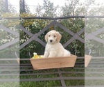 Small Photo #5 Bordoodle Puppy For Sale in HILLSBORO, WI, USA