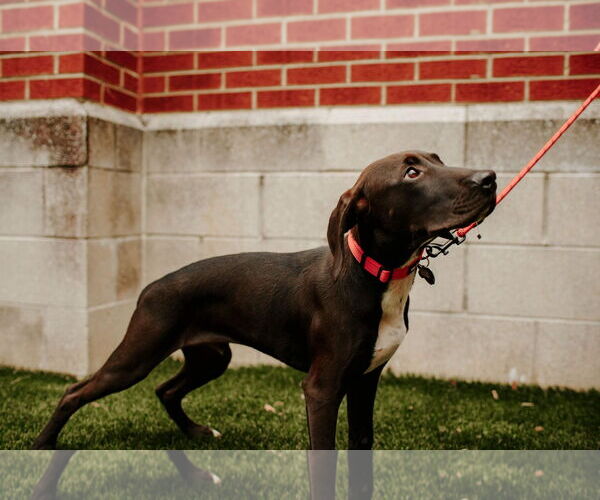 Medium Photo #13 Labrador Retriever-Unknown Mix Puppy For Sale in Holly Springs, NC, USA