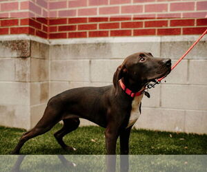 Moby - Male Labrador Retriever-Unknown Mix Dog for Adoption - Photo #13
